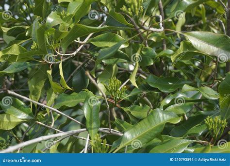 Clove Leaves On The Tree Also Called Cengkih Cengkeh Syzygium