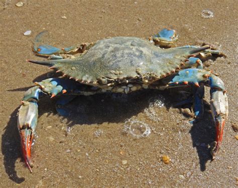 Blue Crab Padre Island National Seashore Us National Park Service