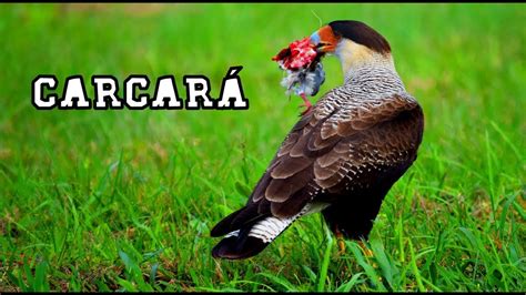 Chega o tempo da invernada. Gavião Carcará - YouTube