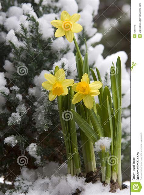 Yellow Daffodil In The Snow Stock Photo Image Of Messenger Botany