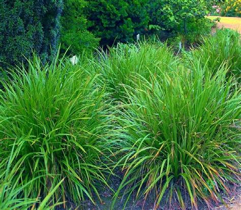 Carex Morrowi Irish Green V 9cm — Viveros Sustrai