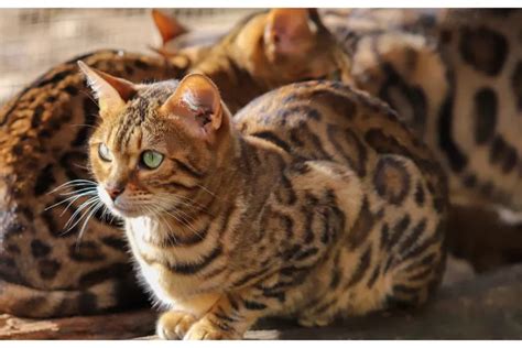 Ciri Fisik Kucing Bengal Yang Bikin Orang Jadi Incaran Untuk Hewan