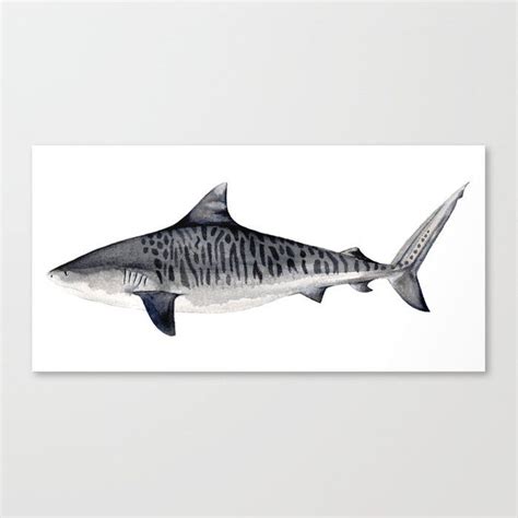 Tiger Shark Canvas Print By Btz Medium Tiger Shark Shark Drawing