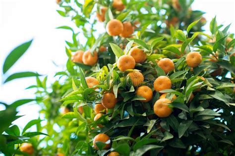 Mandarin Tree With Ripe Fruits Mandarin Orange Tree Tangerine Branch