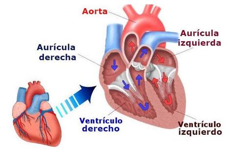 Partes Del Corazón Anatomía Funciones Aurículas Ventrículos Y Más