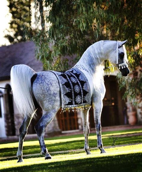 38 Best Most Beautiful Arabian Horses Images On Pinterest Horses
