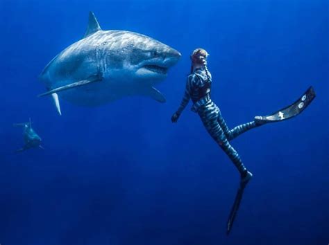 Update Ocean Ramsey Reviews The Scary Gray Shark Brian L Tucker