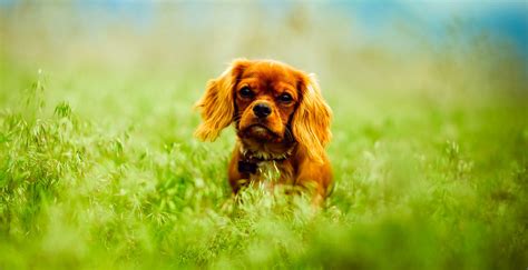 Free Photo Dog On Grass Adorable Landscape Summer Free Download