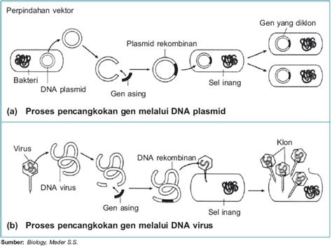 Contoh Produk Bioteknologi Modern Yang Menggunakan Teknik Fusi