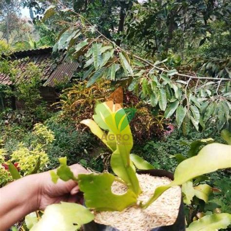 Pokok bunga kantan atau juga dikenali sebagai bunga siantan merupakan sejenis pokok saka herba. Jual Bibit Bunga Wijayakusuma Putih | Agro Bibit ID