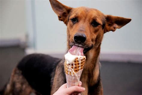 Smitten x SPCA: Puppy Love | Smitten Ice Cream