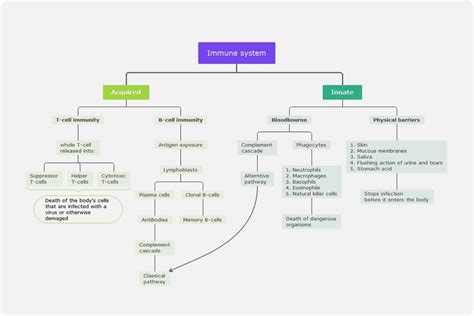 Immune System Concept Map Worksheet Template Mind Map Edrawmind Sexiz Pix