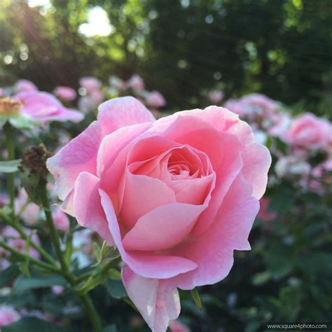 Love Rose Flower Download The Flowers Of Love Spells Ask Mystic
