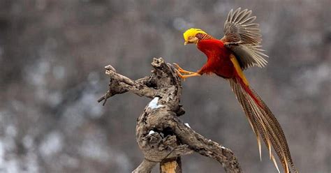 Rare Birds Caught On Camera China Bastille Post
