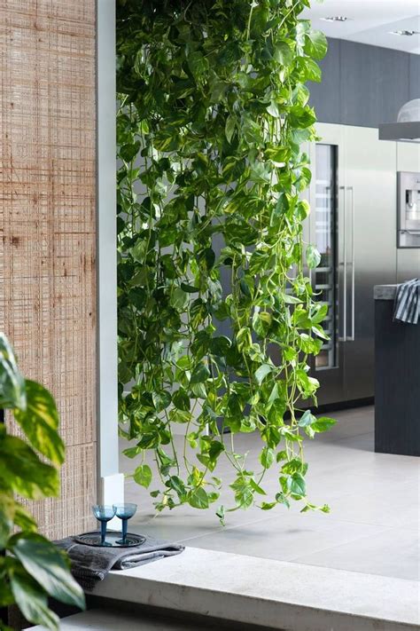 10 Cool House Plants To Grow Inside Hanging Plants Hanging Plants