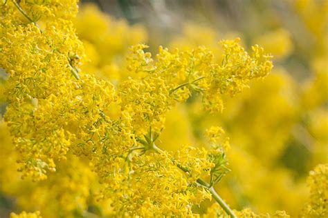 Abstract Yellow Flowers On Field Free Photo Download Freeimages