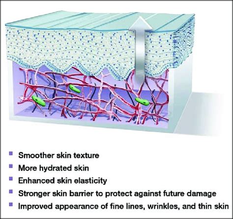 Recycled Matrix Where Fragmented Collagen And Elastin Have Been