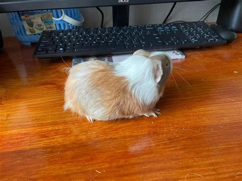 Guinea Pig For Sale Adoption In Singapore Classifieds