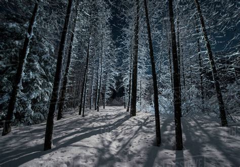 Bare Trees Growing On Snowy Field In Forest During Night Stock Photo