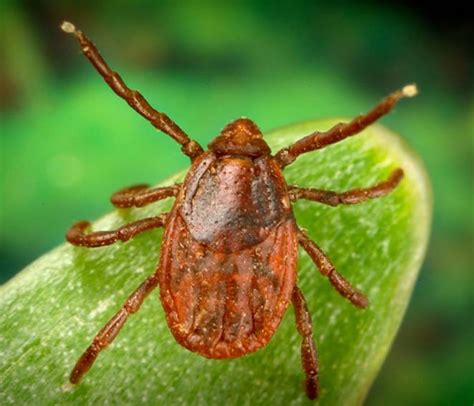 Why This Years Tick Season Will Be Really Bad