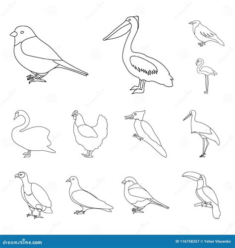 Types Of Birds Outline Icons In Set Collection For Design Home And