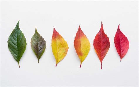 Why Do Leaves Change Color Fall Foliage Explained City Of Spokane