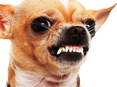 Angry Dog Meme Generator Madamee Classy