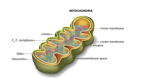 How Mitochondria Function Affects Skin And Promotes Anti Aging Dr