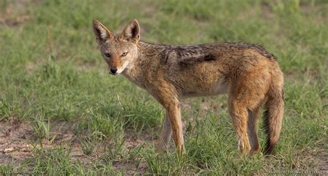 5 Fascinating Facts About The Black Backed Jackal Safaribookings