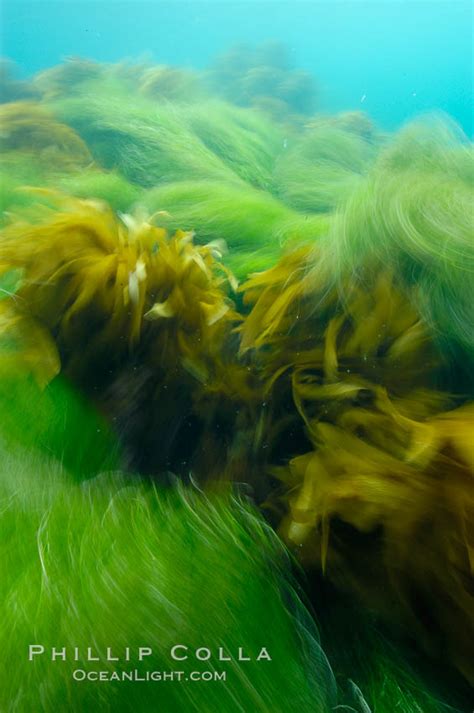 Surfgrass Phyllospadix Photo San Clemente Island California