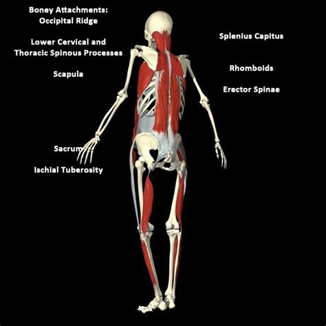 Pin On Anatomy Trains