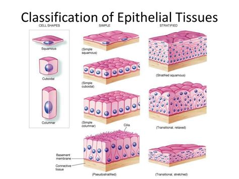 Ppt Simple Squamous Epithelium Powerpoint Presentation Free Download
