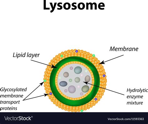 Structure Of Lysosomes Infographics Royalty Free Vector
