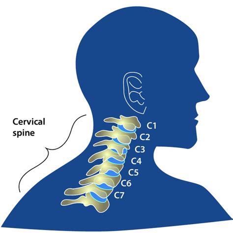 12 The Cervical Thoracic And Lumbar Regions Of The Spinal Column The
