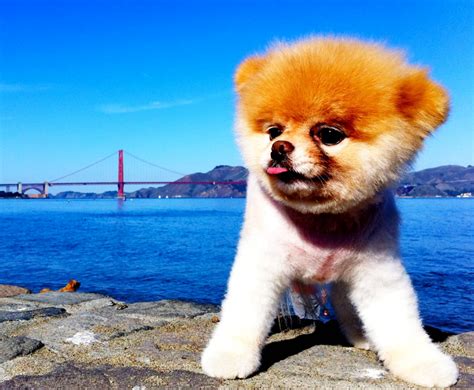 Meet Boo The Worlds Cutest Dog—and The Secret Facebook Employee