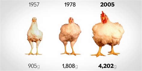 Chicken Breed Sizes And Weight Over Time