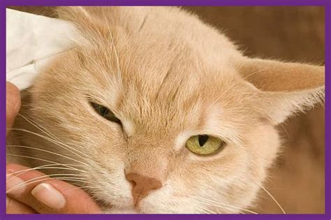10 Cara Membersihkan Telinga Kucing Baby Oil And Zaitun Kucing Ku