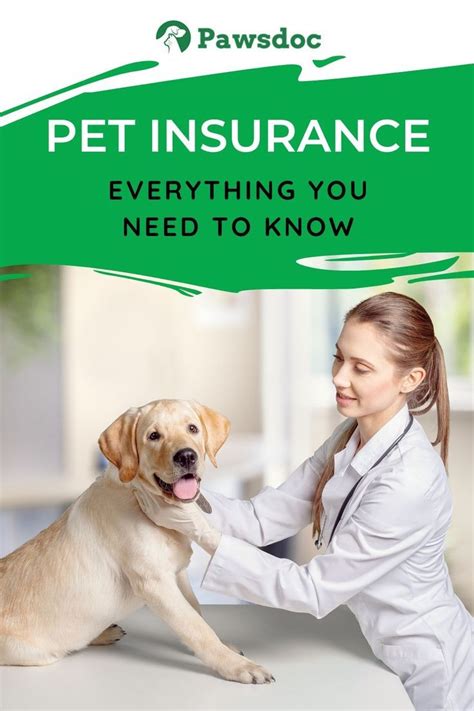 Pet Health Insurance For Cats Pets Animals Us