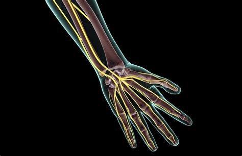 Median Nerve Hand Innervation