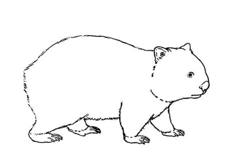 How To Draw A Wombat Step By Step Easy Animals 2 Draw