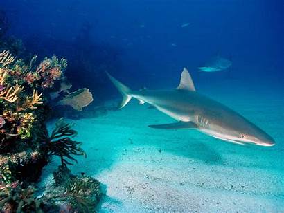 Shark Wallpapers Sharks Underwater