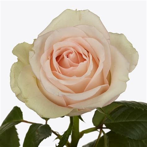 Rose Honolulu 60cm Wholesale Dutch Flowers Florist Supplies UK