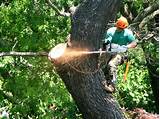 Images of Tree Service Huntingdon Valley Pa