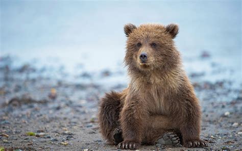 Download Wallpapers Small Bear Cub Predator River Grizzly Bears