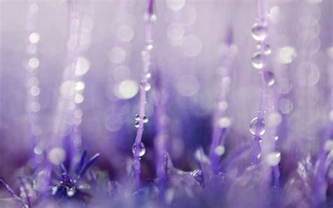 Wallpaper Sunlight Water Reflection Purple Blue Dew Freezing