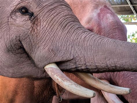 Close Up Eye Proboscis And Tusks And Skin Surface Of White Elephant