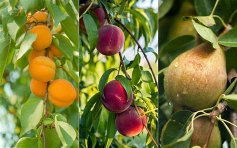 10 Fastest Growing Fruit Trees For Your Backyard Orchard Gardening Chores
