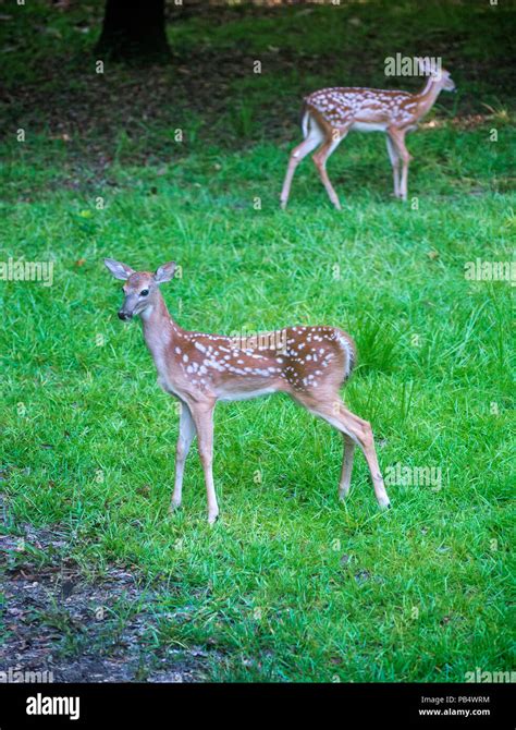 Twin Fawns Hi Res Stock Photography And Images Alamy