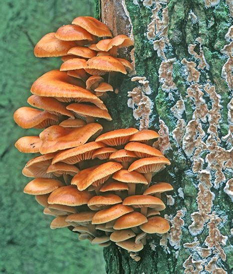 Orange Fungus On Tree Uk Img Humdinger