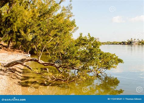 Mangrove Tree Growing Over The Water Stock Image Image Of Water City